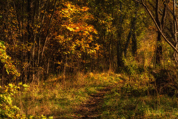 Fototapeta premium Vibrant autumn colors of october. A narrow path through a densely overgrown multi-colored forest is illuminated by warm sunlight. A side view of a natural landscape from a close distance