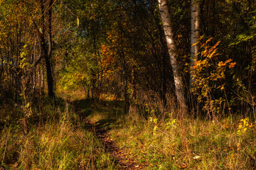 Obraz premium Vibrant autumn colors. A narrow path leads into the shade of an overgrown multi-colored forest on a warm sunny October day. A beautiful side view of a natural landscape from a close distance