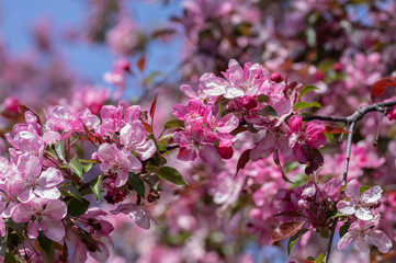 Fototapeta premium Ornamental malus apple tree plant flowering during springtime, toringo scarlet bright purple leaves and pink flowers in bloom