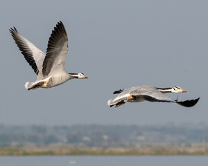 Obraz premium Geese fly in the sky