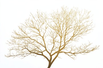 Obraz premium Golden silhouette of a barren tree against a bright backdrop captures the essence of winter stillness and nature\'s beauty