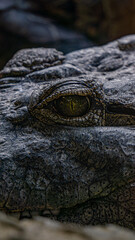 Fototapeta premium Striking close-up of a crocodile's eye, highlighting detailed skin texture and the intensity of its pupil in a natural setting