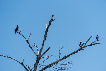 Wild water bird of cormorant is sitting on branch on blue sky background. Nannopterum auritus diving and hunt underwater for fish. Freedom freshwater large bird of cormorant family. Habitat wildlife.