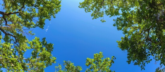 Fototapeta premium Forest Under Blue Sky