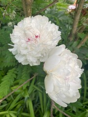 white peony flower