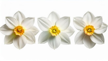 Obraz premium white flower of narcissus papyraceus plant isolated on white background common name paperwhite
