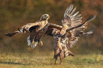 Bielik (Haliaeetus albicilla)  © arek0michalak