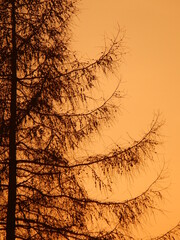 Dark tree and branches with cones of Larch on orange sky during sunset - natural composition. Topics: natural environment, vegetation, season, coniferous tree, nature, weather, evening