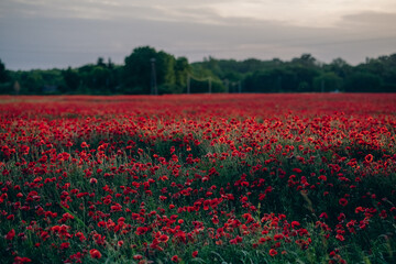 Fototapeta premium Mohnfeld