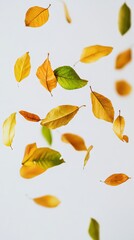 Fototapeta premium Falling Autumn Leaves on White Background - Nature Photography