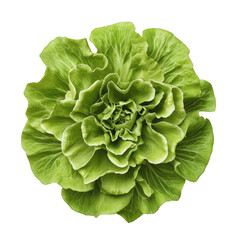 Obraz premium Leafy green lettuce slice with a ruffled texture and pale green core isolated on a transparent background 