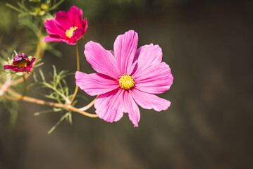 Blume / Sommerkörbchen