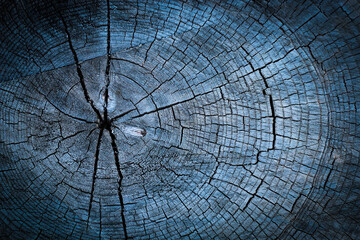 abstract close-up of weathered tree ring grunge surface texture background for creative design...