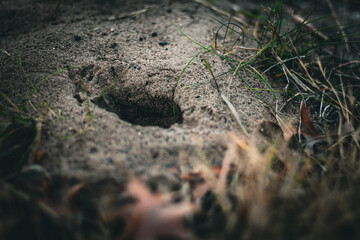 Obraz premium a hole in the ground close-up texture dirt sand background