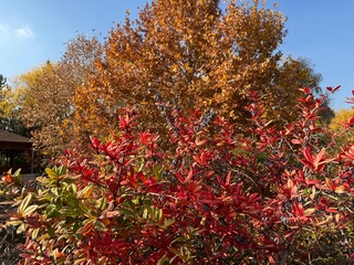 Berberis julianae branch colorful leaves and fruit. Berberis julianae wintergreen barberry or...