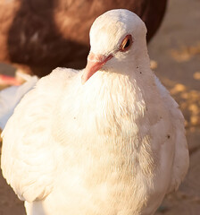 Fototapeta premium close up of a pigeon