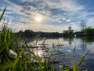 reeds on the lake