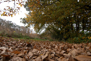 Joli paysage d'automne en Bretagne