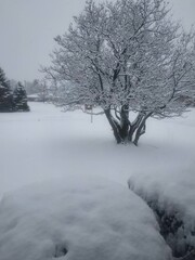 tree in the snow
