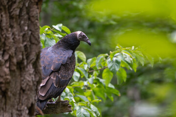 Black Vulture Perching in Tree