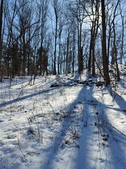 winter in the forest