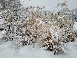 winter grass in the snow