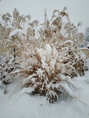 snow covered branches