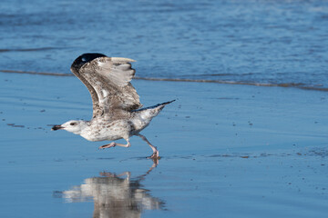 Immature Herring Gull Taking Off