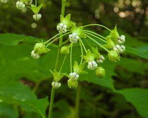 Obraz premium Asclepias exaltata | Poke Milkweed | Native North American Woodland Wildflower