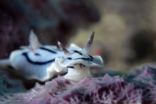 Loch's Chromodoris (Chromodoris lochi). Photo was taken in North Sulawesi, island Bangka, Indonesia