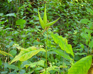 Asclepias exaltata | Poke Milkweed | Native North American Woodland Wildflower
