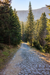 A stone hiking road in the mountains among coniferous trees.