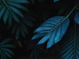 Fototapeta premium Blue tropical leaf set on a dark, moody natural background, leaf, blue, background