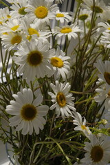 daisies in a vase