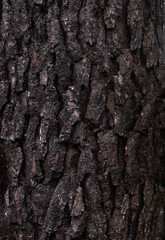 Photo of the textured bark of an old tree. Great as a background.