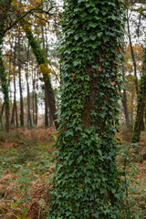Vertical photograph of a tree trunk in a forest densely covered with green ivy