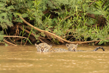 Obraz premium Jaguar swimming with cub riding on back in river