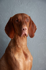 Portrait of Hungarian vizsla