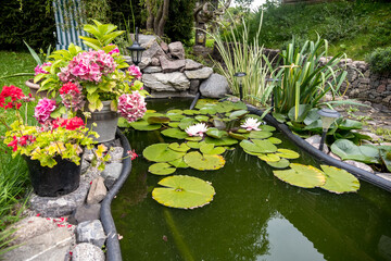 Water Flower in Backyard, Lithuania. Water Pool. Water Lily. Beautiful lotus flowers or waterlily in pond