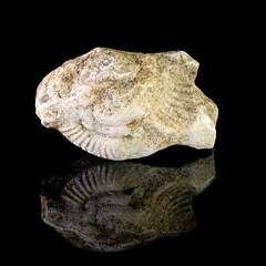 Minerals or stones on a black background. Fossils on a black background.