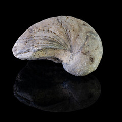 Minerals or stones on a black background. Fossils on a black background.