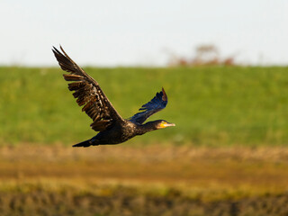 Obraz premium Great cormorant, Phalacrocorax carbo