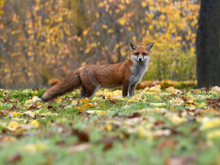 Obraz premium Red fox, Vulpes vulpes