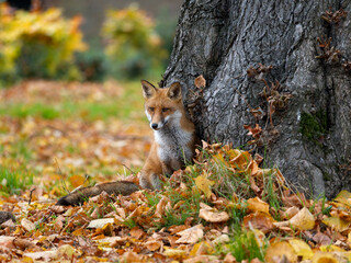 Red fox, Vulpes vulpes