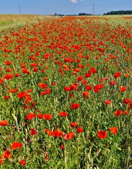 Red poppies bloomed in large numbers on warm summer days across the vast fields and meadows
