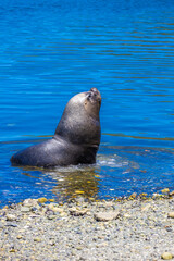 Sea lion, lobos marinos ocean and sea animal in the wild nature. Sea lion playing in the water of a sea bay with blue clear waters on a sunny day. Marine wildlife