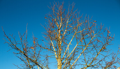 Obraz premium branches against blue sky