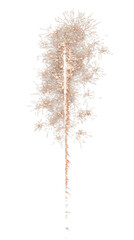 Fototapeta premium Fireworks isolated on a transparent background, PNG file