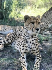 Gepard liegt auf dem Boden und beobachtet neugierig seine Beute 