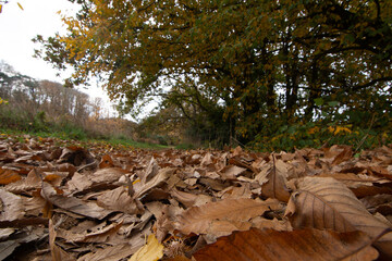 Joli paysage d'automne en Bretagne